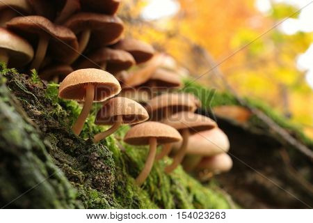 Mushrooms on tree trunk. Close up Macro of plant. Nature background Trees trunk in Nature. Nature background Mushroom in natural environment Autumnal forest Mushrooms in Autumn forest. Mushrooms background Nature background outdoors. Nature background.