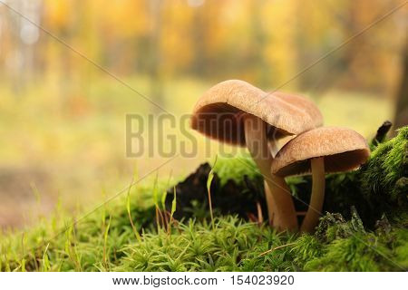Mushrooms on tree trunk. Close up Macro of plant. Nature background Trees trunk in Nature. Nature background Mushroom in natural environment Autumnal forest Mushrooms in Autumn forest. Mushrooms background Nature background outdoors. Nature background.