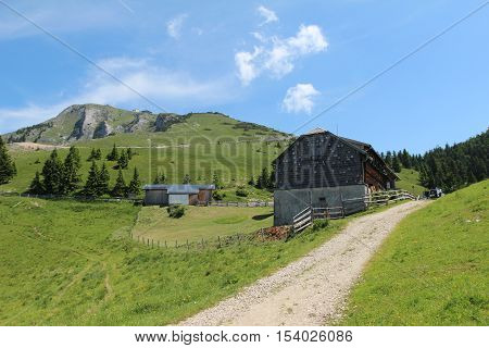 Schafberg, Austrian Alps / Colorful species in the area of Schafberg (Austria)