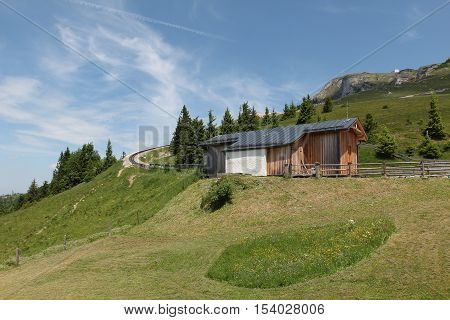 Schafberg, Austrian Alps / Colorful species in the area of Schafberg (Austria).