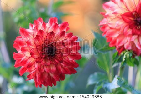 Macro of red dahlia - cultivar Hapet Darlene