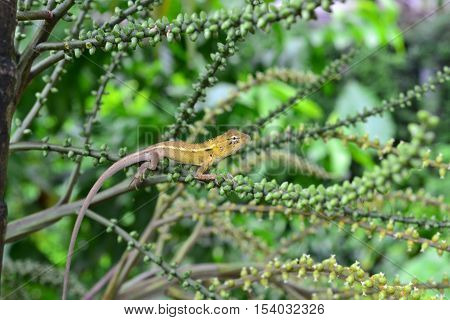 Gecko on a green leaf palm in forest Tailand
