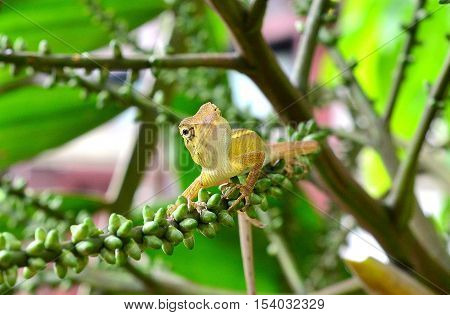Gecko on a green leaf palm in forest Tailand