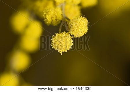 Mimoza