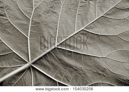 Underside of a leaf in Autumn in a Forest