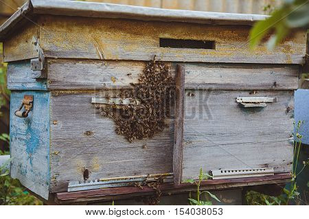 Apiary. Old beehive. A swarm of bees sitting outside a beehive