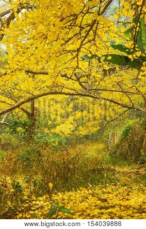 The beautiful maidenhair tree scenery in autumn