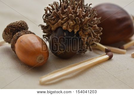 Acorn. Still life with acorn as photo motive.