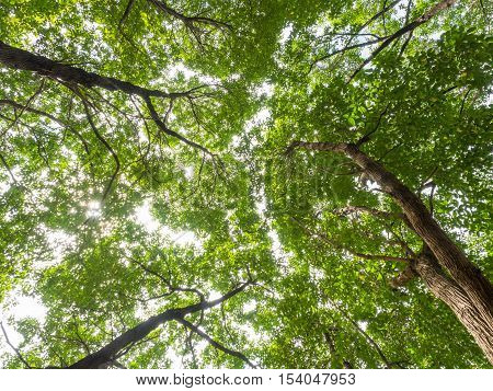 The big tall green trees, sunshine, sunny