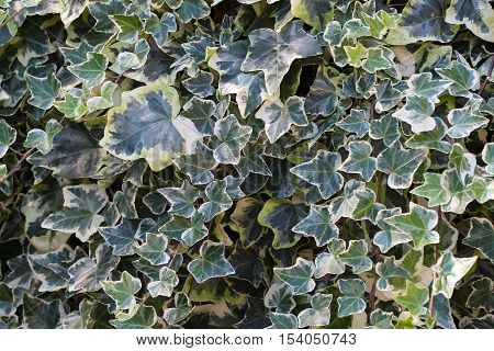 Ivy / Ivy - creeping shrubs clinging to their adventitious roots of the walls, tree trunks, and so on.
