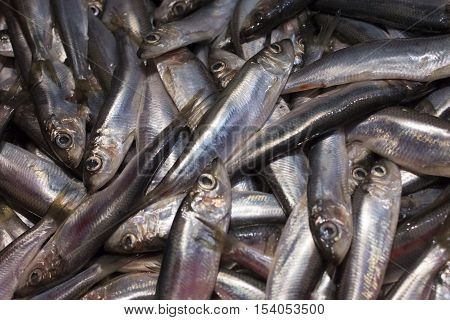 Fresh anchovy fishes Engroulis encrasicolus or Europian anchovy in the ice on the counter at the fish shop. Box of Europian anchovy fishes.