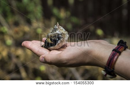 Young small Bird Sparrow In woman Hand