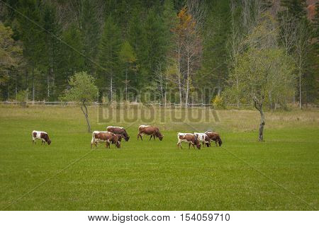 Cattle on pasture in Logarska dolina, Slovenia
