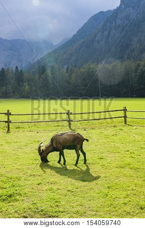 Goat On Pasture