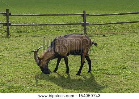 Goat On Pasture