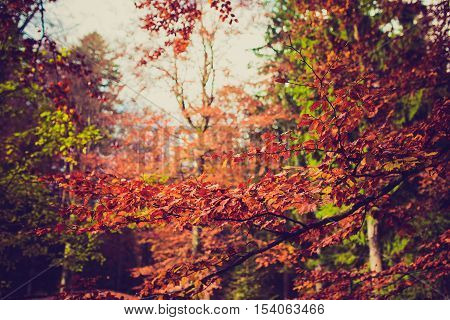 red green and umber colorful autumn leaf