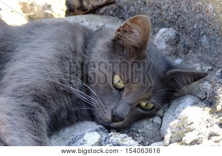 a gray cat with green eyes relaxed