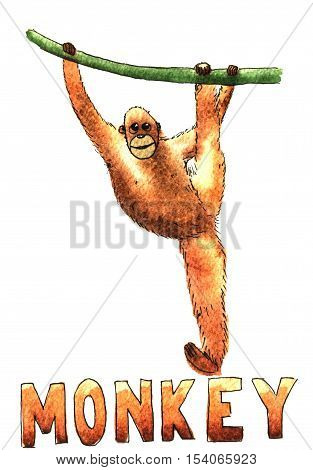 Monkey clamber watercolor hand drawn illustration isolated on white background