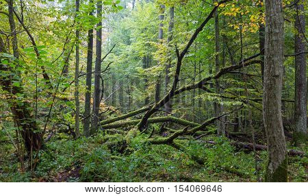 Old oak tree broken lying in autumnal ladscape of deciduous stand, Bialowieza Forest, Poland, Europe