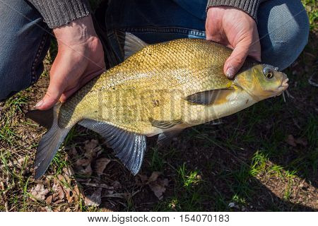 Man holds in his hand and caught bream shows