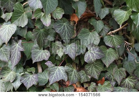 Ivy / Ivy - creeping shrubs clinging to their adventitious roots of the walls, tree trunks, and so on.