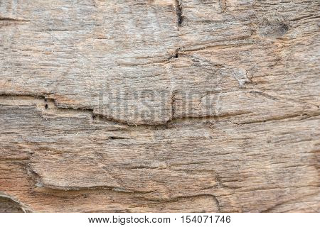 Wood texture background close up. On the photo texture of an old tree