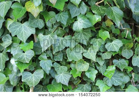 Ivy / Ivy - creeping shrubs clinging to their adventitious roots of the walls, tree trunks, and so on.
