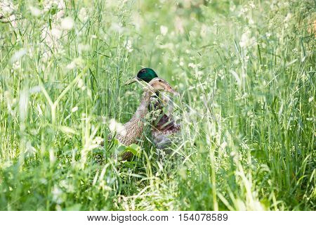The Mallard Or Wild Duck - Anas Platyrhynchos