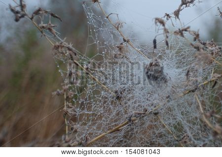 Cobweb with dew drops on dried flower autumn morning