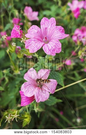 A wild geranium flower in ploom with another flower defocussed and being pollinated by an insect.