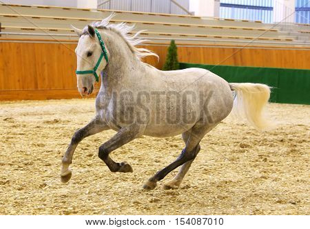 Grey Colored Youngster Lipizzan Horse Galloping In Riding Hall