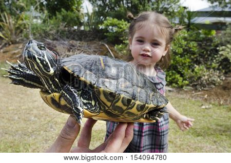 Wildlif And Animals -sea Turtle