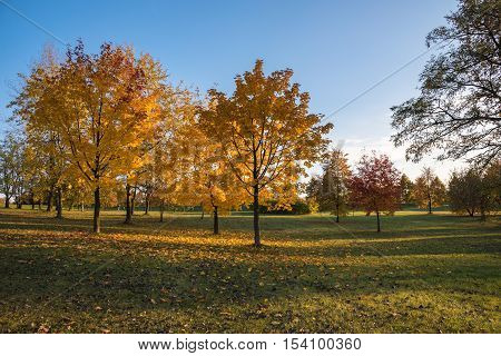 Beautiful colors of autumn in the park at sunset