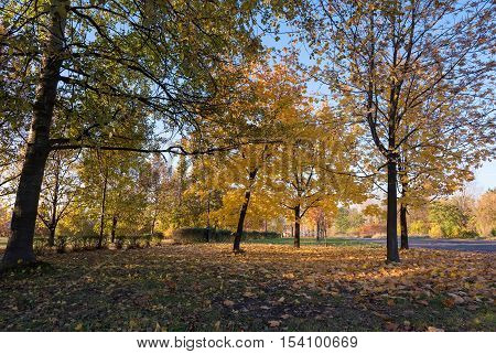 Beautiful colors of autumn in the park at sunset