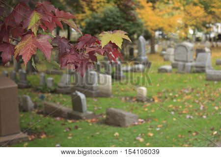Red leaves on tree in blurred cemetery background
