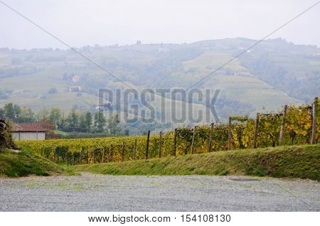 piedmont vineyards that produce alta Langa Spumanteitaly