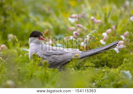 Arctic Tern Looking