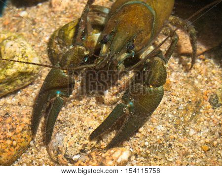 European Broad-fingered Crayfish