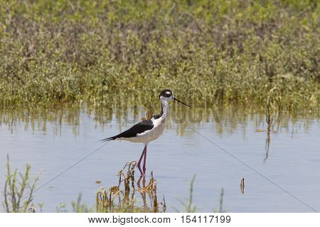 Black Necked Stilt in marsh pond on South Texas coast.
