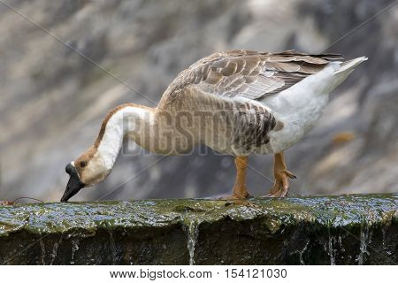 Image of greylag goose on nature background.