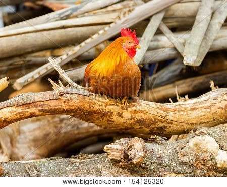 Village cock roaming the streets in India. These birds usually roam with three to four hens and they provide food for villagers. This is one rocking red rooster that does not mind showing off.
