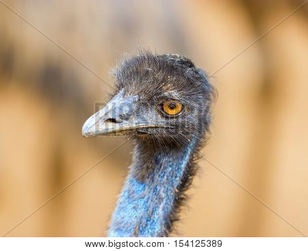 The emu is the second-largest living bird by height, after its ratite relative, the ostrich. It is endemic to Australia where it is the largest native bird.