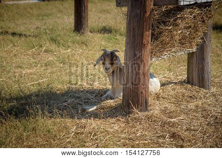 goat taking a break on the pasture