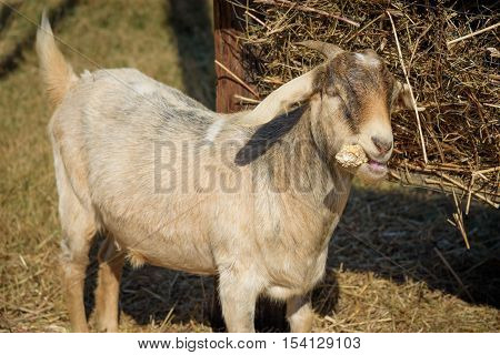 goat eating corn on the farm in North Georgia