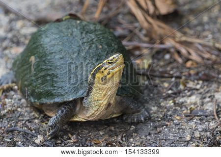 Image of an eastern chicken turtle in thailand