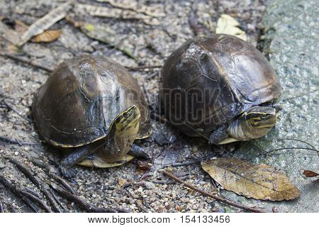 Image of an eastern chicken turtle in thailand