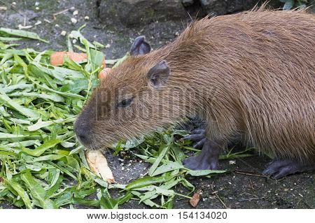 Image of a muskrat (Ondatra zibethicus) eating morning glory