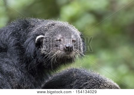 Image of a binturong on nature background.