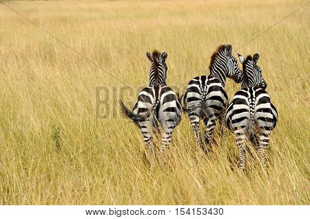 Zebra On Grassland In Africa