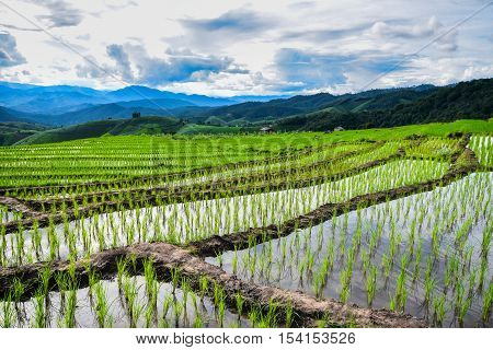 Stepping rice farm in Pa Pong Piang village Maechaem Chiangmai Thailand